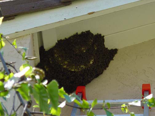 Bee Removal Long Beach This is a 
    picture of a hive hanging underneath an eave.