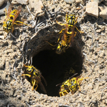 Yellow Jacket Removal Bellflower CA